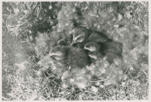 Image of Young eiders in nest